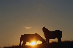 Bernadine Fried Discusses Equine Psychotherapy